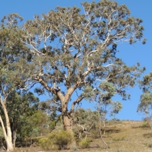 Eucalyptus polyanthemos at Rob Roy Range - 28 Feb 2018