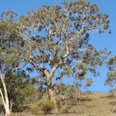 Eucalyptus polyanthemos (Red Box) at Conder, ACT - 28 Feb 2018 by MichaelBedingfield