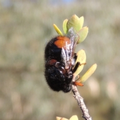 Pterodontia mellii (Hunchback Fly, Small-headed Fly) at Conder, ACT - 28 Feb 2018 by michaelb