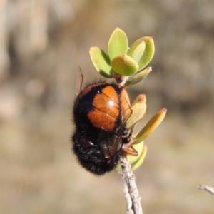 Pterodontia mellii at Conder, ACT - 28 Feb 2018 06:44 PM