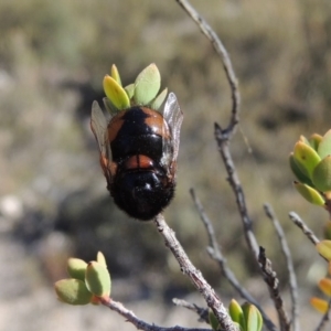 Pterodontia mellii at Conder, ACT - 28 Feb 2018 06:44 PM