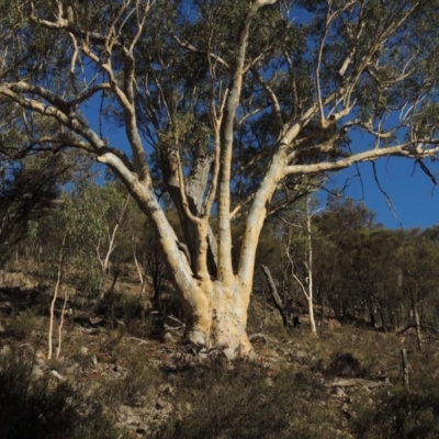 Eucalyptus rossii (Inland Scribbly Gum) at Rob Roy Range - 28 Feb 2018 by MichaelBedingfield