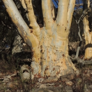 Eucalyptus rossii at Rob Roy Range - 28 Feb 2018