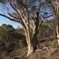 Eucalyptus rossii at Conder, ACT - 28 Feb 2018
