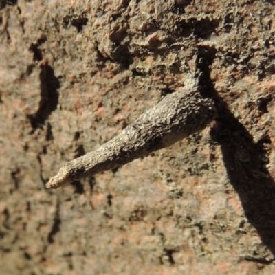 Lepidoscia (genus) IMMATURE (Unidentified Cone Case Moth larva, pupa, or case) at Conder, ACT - 28 Feb 2018 by michaelb