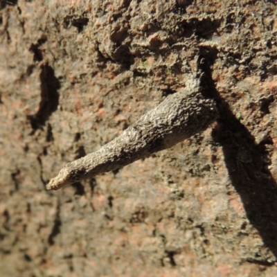 Conoeca or Lepidoscia (genera) IMMATURE (Unidentified Cone Case Moth larva, pupa, or case) at Rob Roy Range - 28 Feb 2018 by MichaelBedingfield