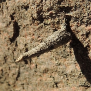 Lepidoscia (genus) IMMATURE at Conder, ACT - 28 Feb 2018