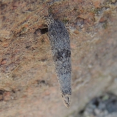 Lepidoscia (genus) IMMATURE at Conder, ACT - 28 Feb 2018