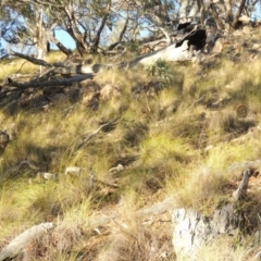 Rytidosperma pallidum (Red-anther Wallaby Grass) at Rob Roy Range - 28 Feb 2018 by michaelb