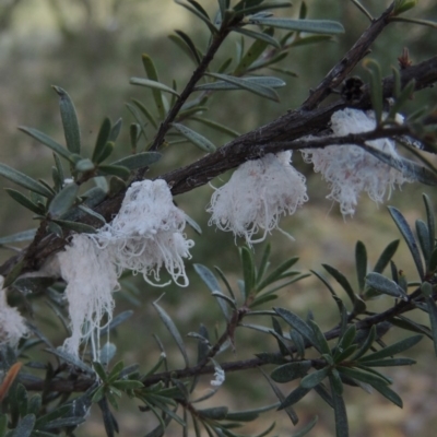 Callococcus acaciae (Burgan woolly scale) at Rob Roy Range - 28 Feb 2018 by michaelb