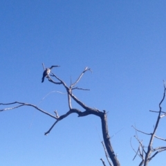 Anhinga novaehollandiae (Australasian Darter) at Greenway, ACT - 15 Feb 2018 by powelltara@hotmail.com