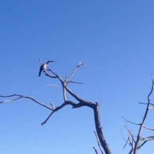 Anhinga novaehollandiae at Greenway, ACT - 15 Feb 2018