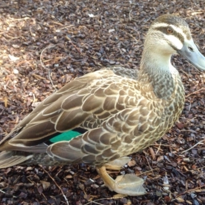 Anas superciliosa (Pacific Black Duck) at Greenway, ACT - 7 Mar 2018 by powelltara@hotmail.com