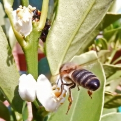 Apis mellifera (European honey bee) at Conder, ACT - 13 Mar 2016 by powelltara@hotmail.com