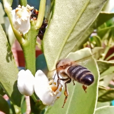 Apis mellifera (European honey bee) at Conder, ACT - 13 Mar 2016 by powelltara@hotmail.com