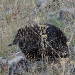 Tachyglossus aculeatus (Short-beaked Echidna) at Tuggeranong DC, ACT - 28 Feb 2018 by MichaelBedingfield