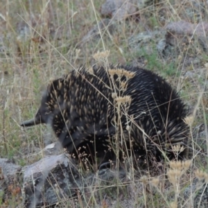 Tachyglossus aculeatus at Tuggeranong DC, ACT - 28 Feb 2018 08:24 PM