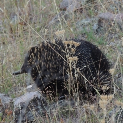 Tachyglossus aculeatus (Short-beaked Echidna) at Tuggeranong DC, ACT - 28 Feb 2018 by michaelb