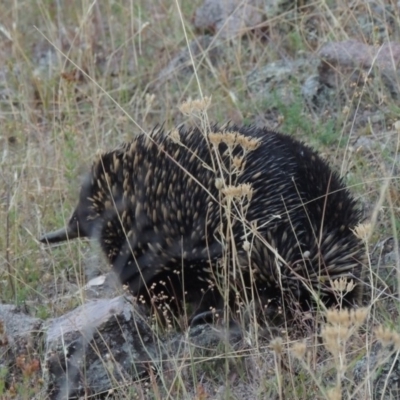 Tachyglossus aculeatus (Short-beaked Echidna) at Tuggeranong DC, ACT - 28 Feb 2018 by MichaelBedingfield