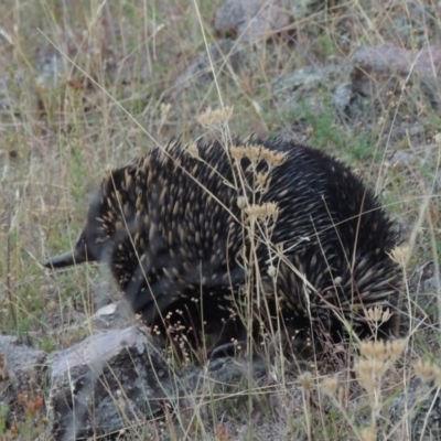 Tachyglossus aculeatus (Short-beaked Echidna) at Rob Roy Range - 28 Feb 2018 by michaelb