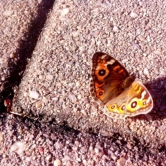 Junonia villida (Meadow Argus) at Greenway, ACT - 20 Apr 2016 by powelltara@hotmail.com