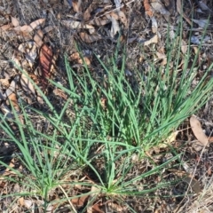 Tragopogon dubius (Goatsbeard) at Garran, ACT - 10 Mar 2018 by ruthkerruish