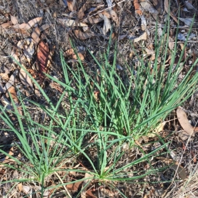 Tragopogon dubius (Goatsbeard) at Hughes Garran Woodland - 9 Mar 2018 by ruthkerruish