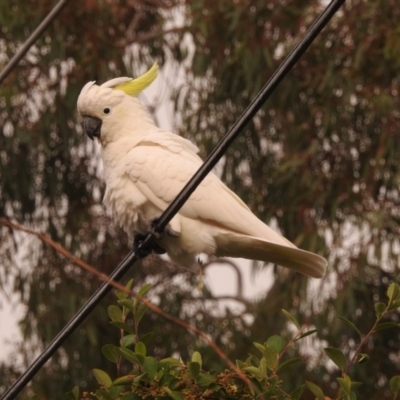Cacatua galerita (Sulphur-crested Cockatoo) at Fadden, ACT - 27 Feb 2018 by YumiCallaway