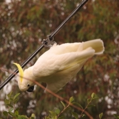 Cacatua galerita at Fadden, ACT - 28 Feb 2018 08:07 AM