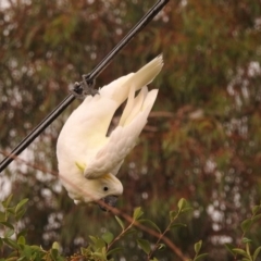 Cacatua galerita at Fadden, ACT - 28 Feb 2018 08:07 AM