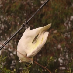 Cacatua galerita at Fadden, ACT - 28 Feb 2018 08:07 AM