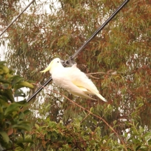 Cacatua galerita at Fadden, ACT - 28 Feb 2018 08:07 AM