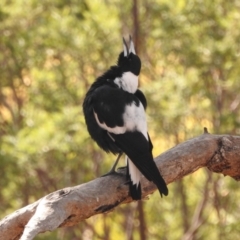Gymnorhina tibicen (Australian Magpie) at Wanniassa Hill - 27 Feb 2018 by YumiCallaway