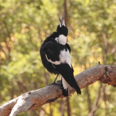 Gymnorhina tibicen (Australian Magpie) at Fadden, ACT - 28 Feb 2018 by YumiCallaway
