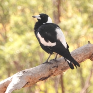 Gymnorhina tibicen at Fadden, ACT - 28 Feb 2018 09:48 AM