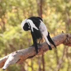 Gymnorhina tibicen at Fadden, ACT - 28 Feb 2018