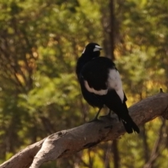 Gymnorhina tibicen at Fadden, ACT - 28 Feb 2018 09:48 AM