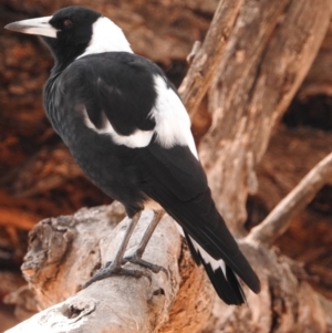 Gymnorhina tibicen at Fadden, ACT - 28 Feb 2018