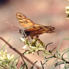 Geitoneura klugii (Marbled Xenica) at Point 4999 - 8 Mar 2018 by RodDeb