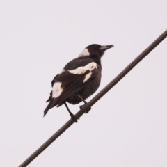 Gymnorhina tibicen (Australian Magpie) at Fadden, ACT - 28 Feb 2018 by YumiCallaway