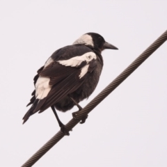 Gymnorhina tibicen at Fadden, ACT - 28 Feb 2018 07:59 AM