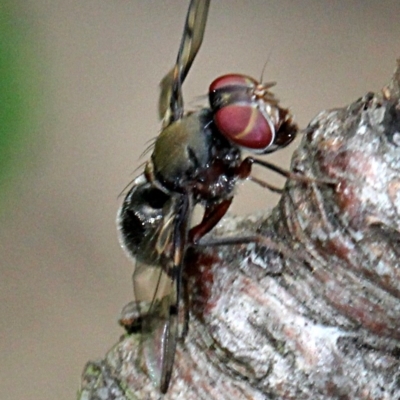 Pogonortalis doclea (Boatman fly) at Melba, ACT - 12 Nov 2017 by PeteWoodall