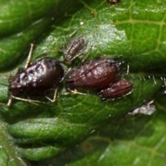 Aphididae (family) (Unidentified aphid) at Melba, ACT - 12 Nov 2017 by PeteWoodall