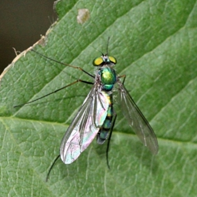 Austrosciapus sp. (genus) (Long-legged fly) at Melba, ACT - 12 Nov 2017 by PeteWoodall