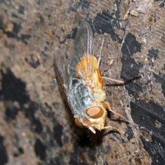 Calliphora sp. (genus) (Unidentified blowfly) at Melba, ACT - 12 Nov 2017 by PeteWoodall