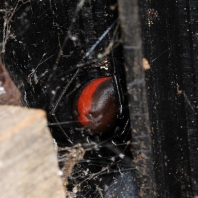 Latrodectus hasselti (Redback Spider) at Melba, ACT - 12 Nov 2017 by PeteWoodall