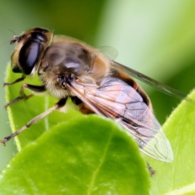 Eristalis tenax (Drone fly) at Melba, ACT - 12 Nov 2017 by PeteWoodall