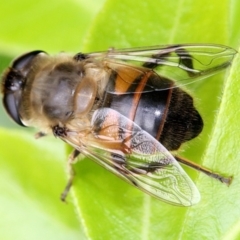 Eristalis tenax at Melba, ACT - 12 Nov 2017 02:58 PM