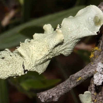 Parmeliaceae (family) (A lichen family) at Melba, ACT - 12 Nov 2017 by PeteWoodall