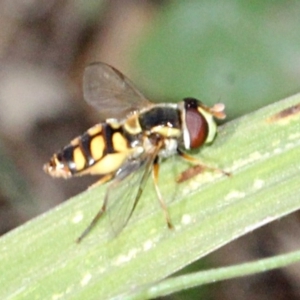 Simosyrphus grandicornis at Melba, ACT - 13 Nov 2017